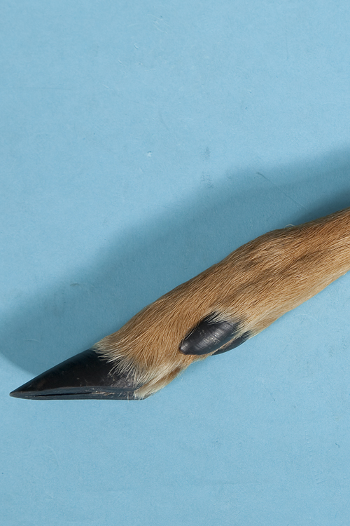 Trachtenmesser mit Rehfuß Griff in hellbraun Detail